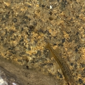 Galaxias sp. (genus) at Kosciuszko, NSW - 21 Jan 2022 03:04 PM