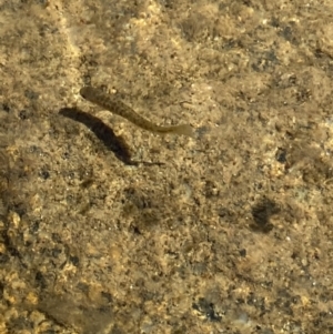 Galaxias sp. (genus) at Kosciuszko, NSW - 21 Jan 2022