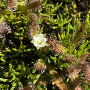 Drosera arcturi at Kosciuszko, NSW - 21 Jan 2022