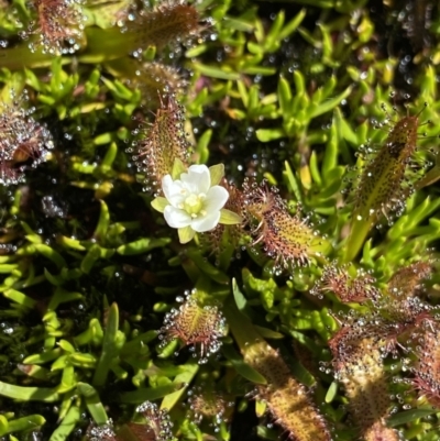 Drosera arcturi (Alpine Sundew) at Kosciuszko, NSW - 21 Jan 2022 by Ned_Johnston