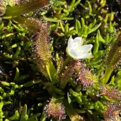 Drosera arcturi at Kosciuszko, NSW - 21 Jan 2022