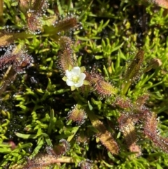 Drosera arcturi at Kosciuszko, NSW - 21 Jan 2022