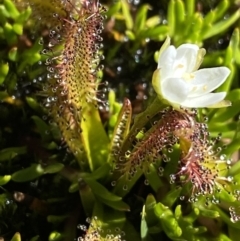 Drosera arcturi at Kosciuszko, NSW - 21 Jan 2022