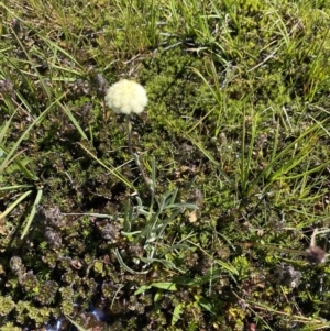 Craspedia alba at Kosciuszko National Park, NSW - 21 Jan 2022 02:50 PM