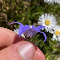 Wahlenbergia ceracea at Kosciuszko, NSW - 21 Jan 2022