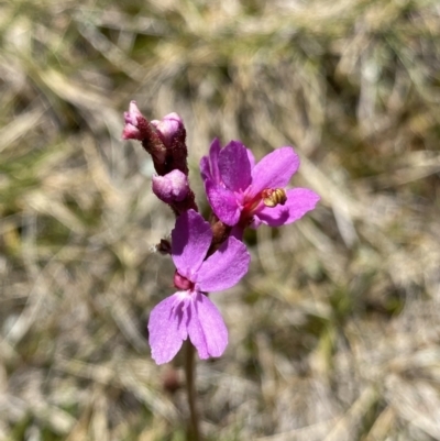 Stylidium montanum (alpine triggerplant) at Kosciuszko, NSW - 21 Jan 2022 by NedJohnston