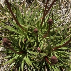 Stylidium montanum at Kosciuszko, NSW - 21 Jan 2022 02:44 PM