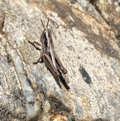 Kosciuscola cuneatus (A grasshopper) at Kosciuszko National Park, NSW - 21 Jan 2022 by Ned_Johnston