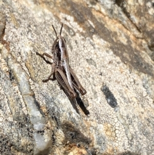 Kosciuscola cuneatus at Kosciuszko National Park, NSW - 21 Jan 2022