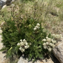 Aciphylla glacialis (Mountain Celery) at Kosciuszko National Park, NSW - 21 Jan 2022 by Ned_Johnston