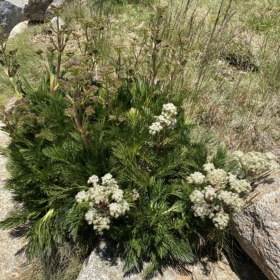 Aciphylla glacialis (Mountain Celery) at Kosciuszko National Park, NSW - 21 Jan 2022 by NedJohnston