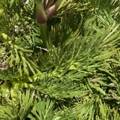 Aciphylla glacialis at Kosciuszko National Park, NSW - 21 Jan 2022