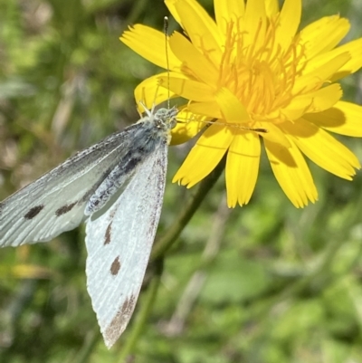 Pieris rapae (Cabbage White) at Kosciuszko, NSW - 21 Jan 2022 by Ned_Johnston