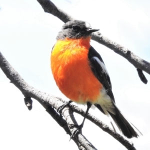 Petroica phoenicea at Cotter River, ACT - 27 Jan 2022