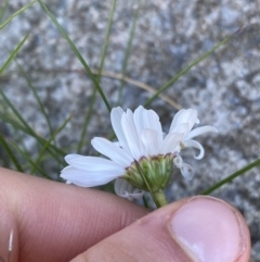 Brachyscome nivalis at Geehi, NSW - 21 Jan 2022