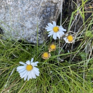 Brachyscome nivalis at Geehi, NSW - 21 Jan 2022