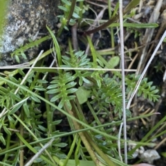 Brachyscome nivalis at Geehi, NSW - 21 Jan 2022