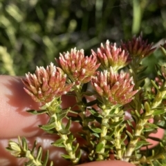 Ozothamnus alpinus (Alpine Everlasting) at Charlotte Pass - Kosciuszko NP - 21 Jan 2022 by Ned_Johnston