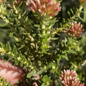 Ozothamnus alpinus at Geehi, NSW - suppressed