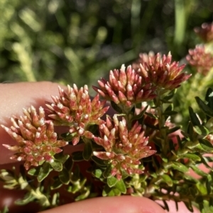 Ozothamnus alpinus at Geehi, NSW - suppressed