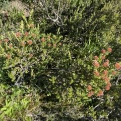 Ozothamnus alpinus at Geehi, NSW - suppressed