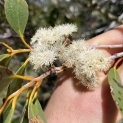 Eucalyptus pauciflora subsp. niphophila (Alpine Snow Gum) at Charlotte Pass - Kosciuszko NP - 21 Jan 2022 by NedJohnston