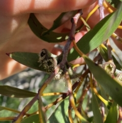 Eucalyptus pauciflora subsp. niphophila at Charlotte Pass - Kosciuszko NP - 21 Jan 2022