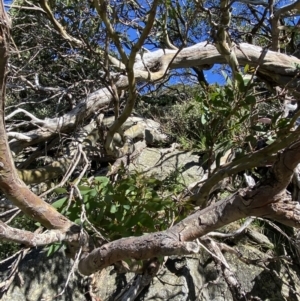 Eucalyptus pauciflora subsp. niphophila at Charlotte Pass - Kosciuszko NP - 21 Jan 2022