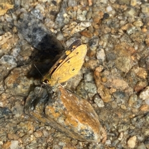 Oreixenica correae at Geehi, NSW - 21 Jan 2022