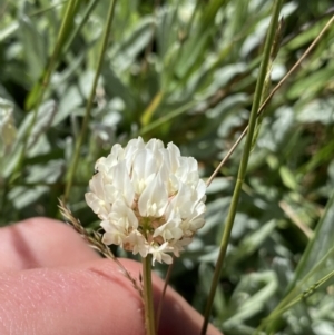 Trifolium repens at Kosciuszko National Park, NSW - 21 Jan 2022