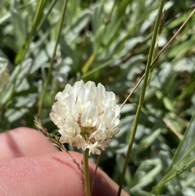 Trifolium repens (White Clover) at Kosciuszko National Park, NSW - 21 Jan 2022 by Ned_Johnston