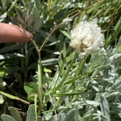 Trifolium repens at Kosciuszko National Park, NSW - 21 Jan 2022