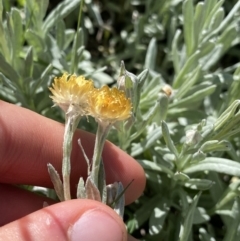 Coronidium monticola at Kosciuszko National Park, NSW - 21 Jan 2022