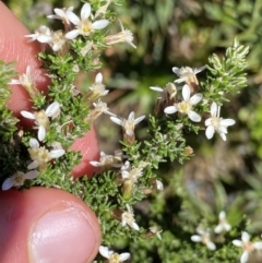 Olearia algida (Alpine Daisy Bush) at Geehi, NSW - 21 Jan 2022 by Ned_Johnston