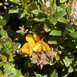 Podolobium alpestre at Kosciuszko National Park, NSW - 21 Jan 2022