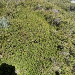 Podolobium alpestre at Kosciuszko National Park, NSW - 21 Jan 2022