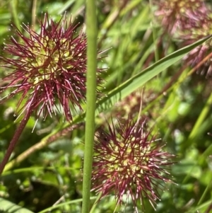 Acaena novae-zelandiae at Kosciuszko National Park, NSW - 21 Jan 2022