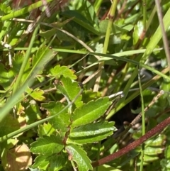 Acaena novae-zelandiae at Kosciuszko National Park, NSW - 21 Jan 2022