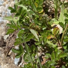 Acaena novae-zelandiae at Kosciuszko National Park, NSW - 21 Jan 2022