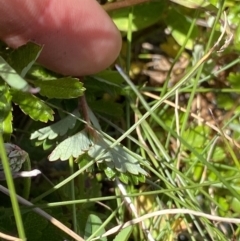 Acaena novae-zelandiae at Kosciuszko National Park, NSW - 21 Jan 2022