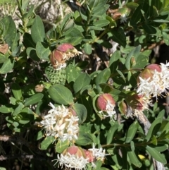 Pimelea ligustrina subsp. ciliata at Kosciuszko, NSW - 21 Jan 2022 by NedJohnston