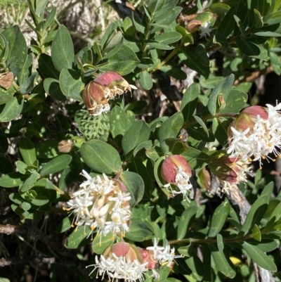 Pimelea ligustrina subsp. ciliata at Kosciuszko, NSW - 21 Jan 2022 by Ned_Johnston