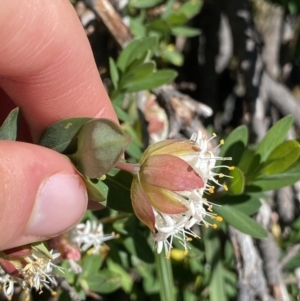 Pimelea ligustrina subsp. ciliata at Kosciuszko, NSW - 21 Jan 2022