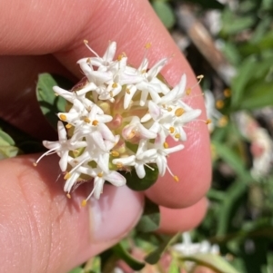 Pimelea ligustrina subsp. ciliata at Kosciuszko, NSW - 21 Jan 2022