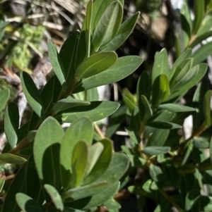 Pimelea ligustrina subsp. ciliata at Kosciuszko, NSW - 21 Jan 2022