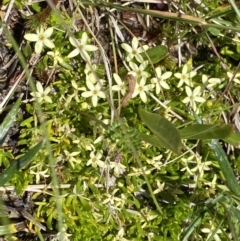 Stackhousia pulvinaris (Alpine Stackhousia) at Kosciuszko, NSW - 21 Jan 2022 by NedJohnston