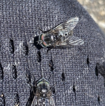 Tabanidae (family) (Unidentified march or horse fly) at Kosciuszko, NSW - 21 Jan 2022 by NedJohnston