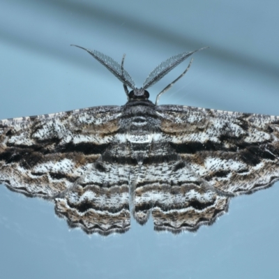 Scioglyptis chionomera (Grey Patch Bark Moth) at Ainslie, ACT - 25 Jan 2022 by jb2602