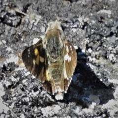 Trapezites phigalioides (Montane Ochre) at Bimberi Nature Reserve - 27 Jan 2022 by JohnBundock