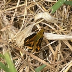 Ocybadistes walkeri (Green Grass-dart) at Griffith, ACT - 28 Jan 2022 by AlexKirk